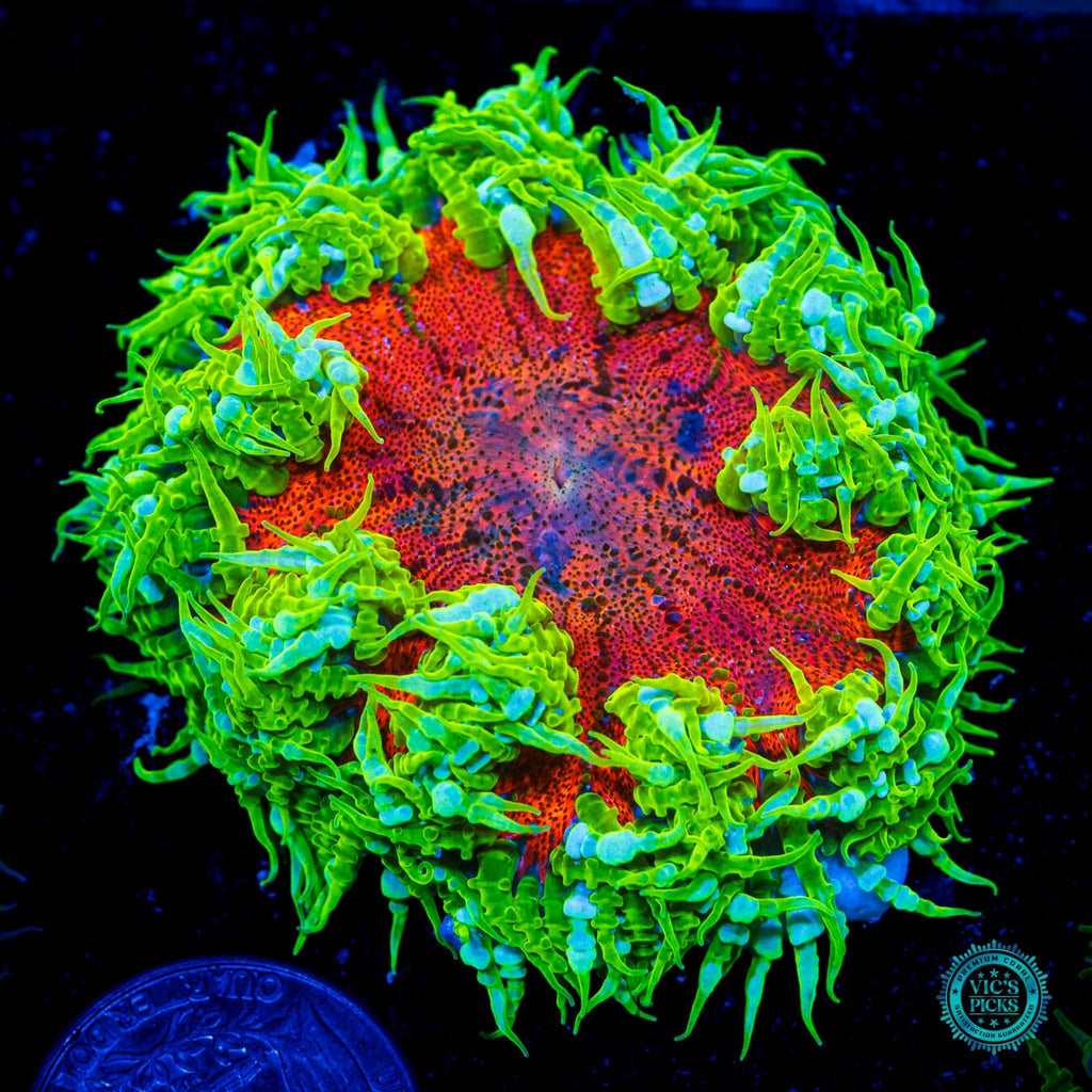 Streaking Comet Flower Anemone