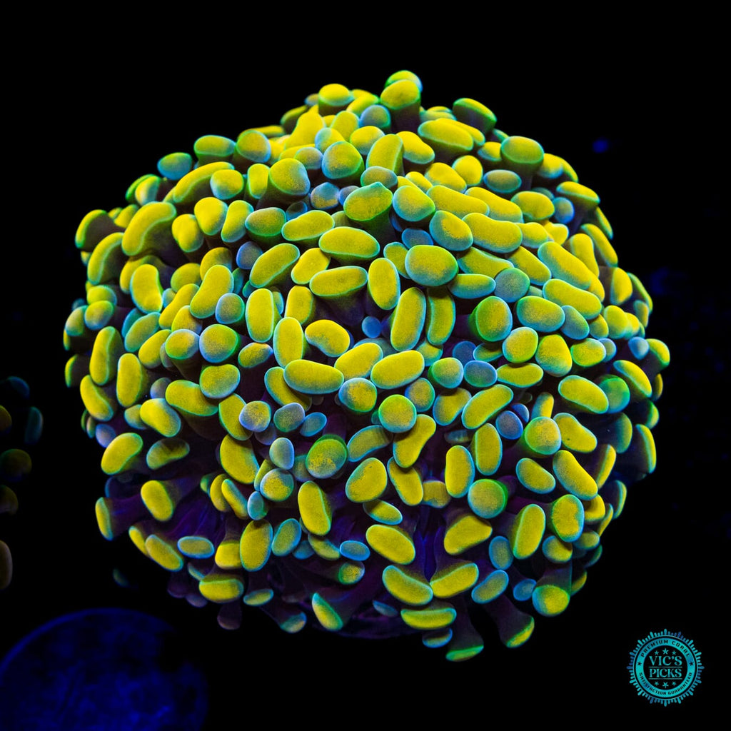 WWC Aquarama Branching Hammer