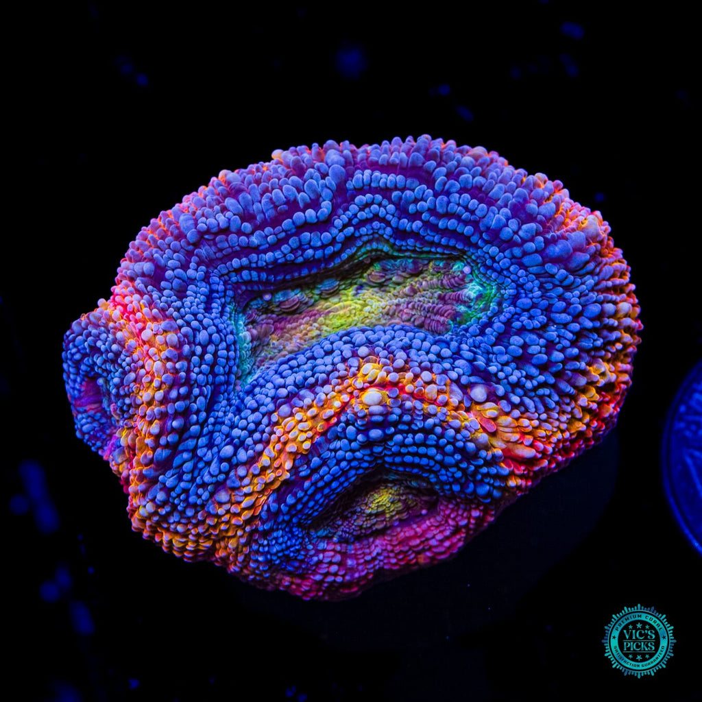 WWC Obliterator Bowerbanki