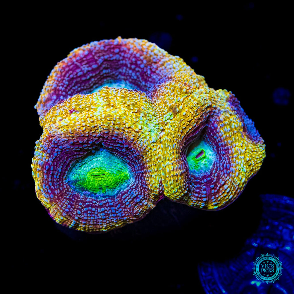 WWC Shaolin Soul Bowerbanki