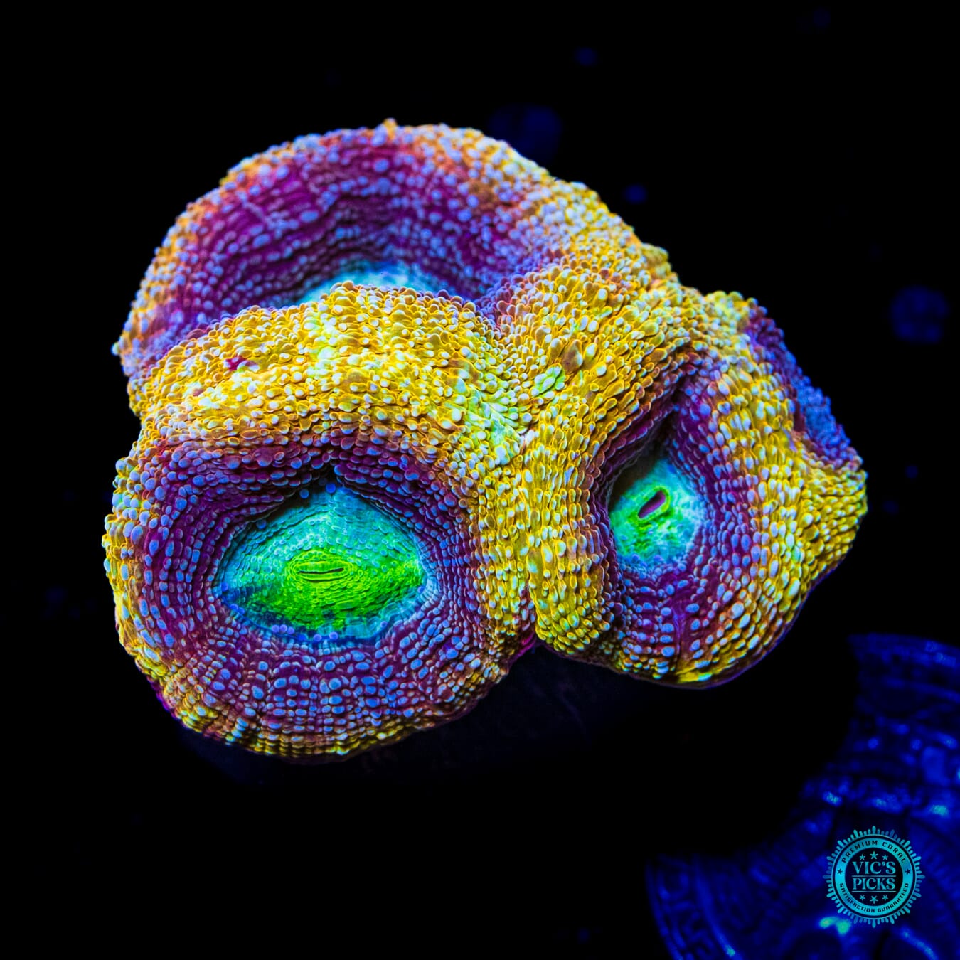 WWC Shaolin Soul Bowerbanki