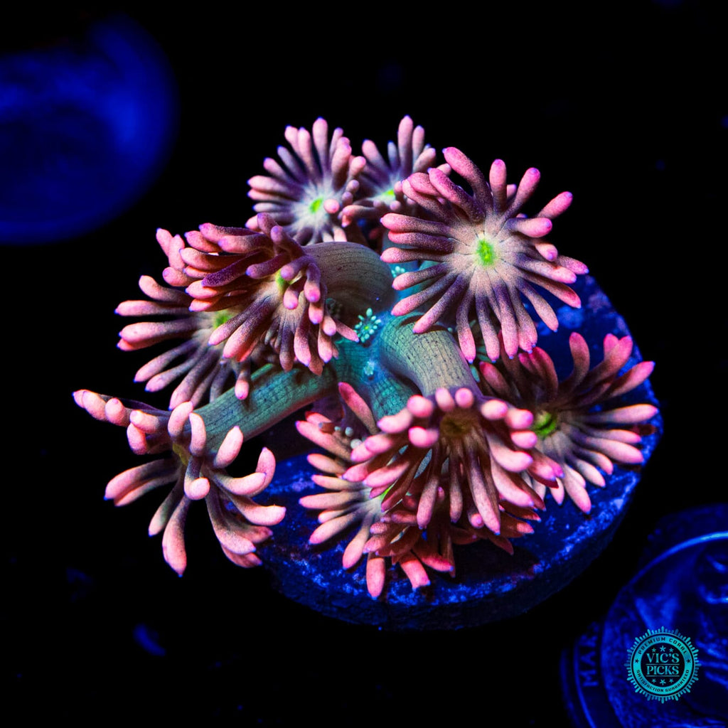 WWC Bay Watch Goniopora