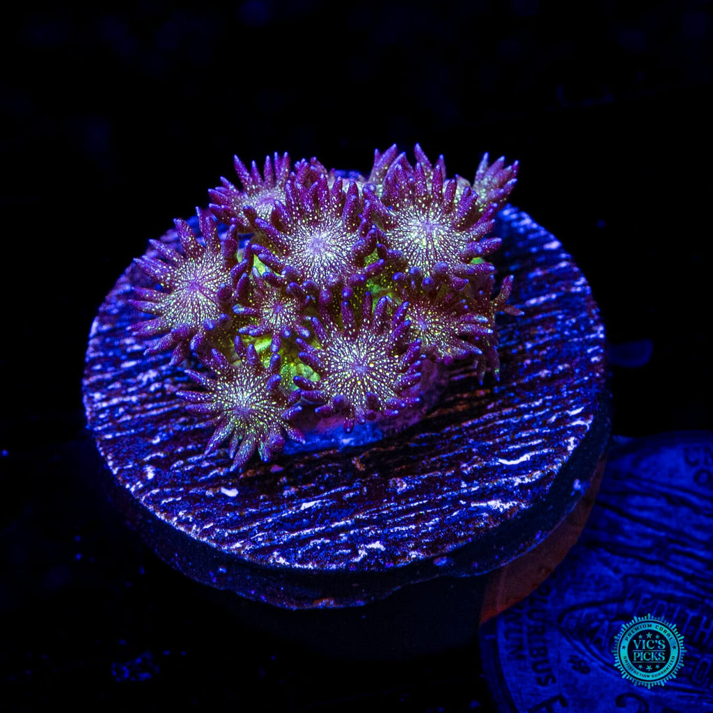 Super Nova Glitter Goniopora