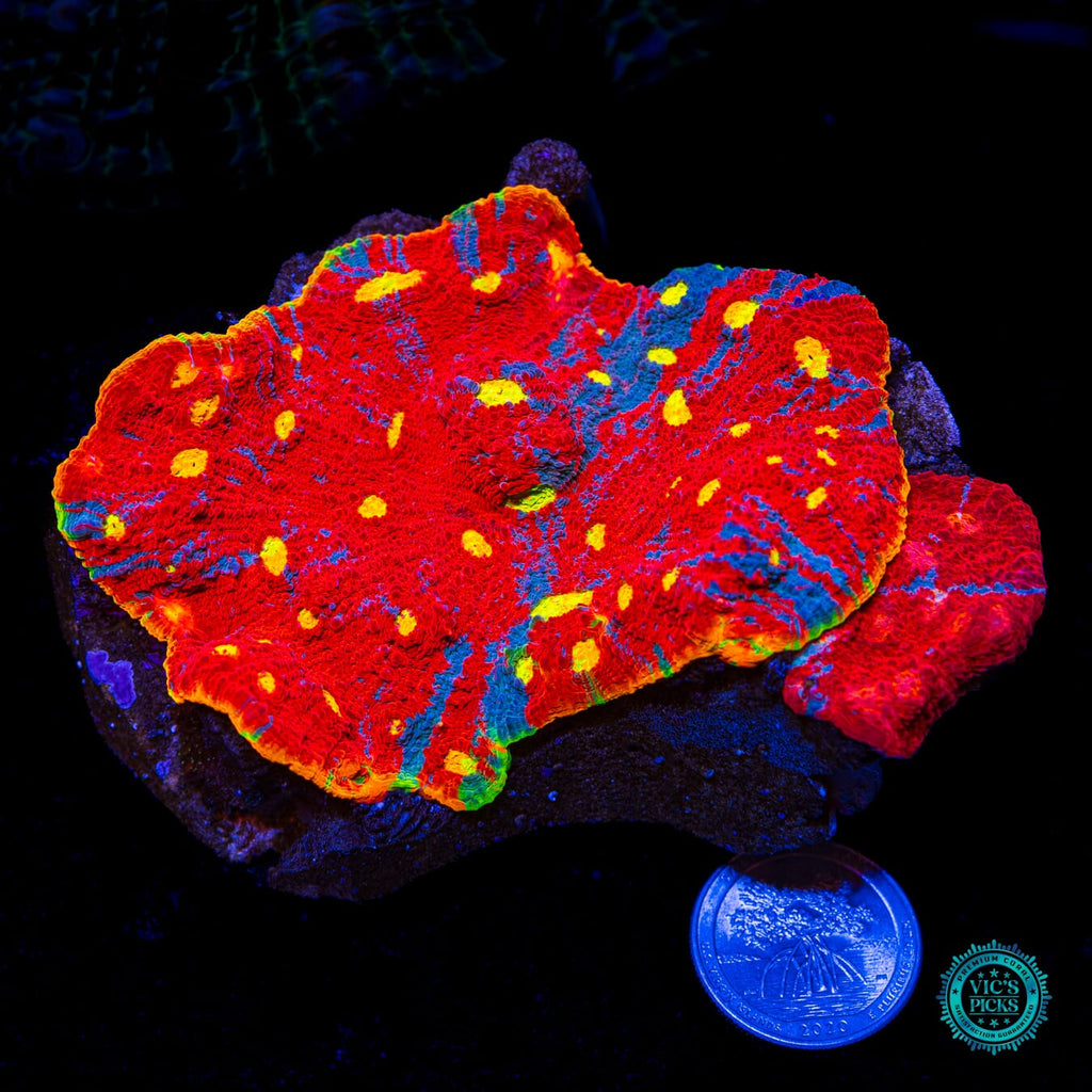 Taste the Rainbow Chalice