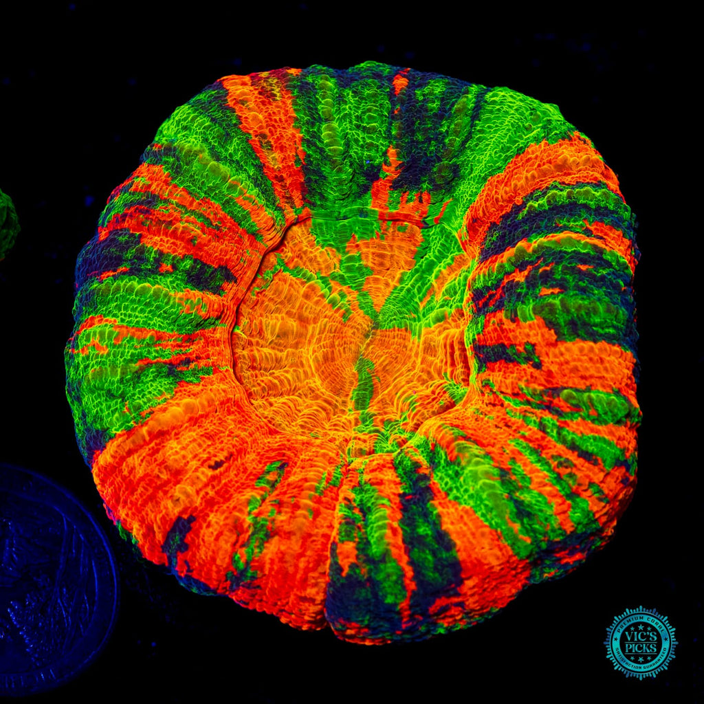 Shades of Chaos Master Scolymia