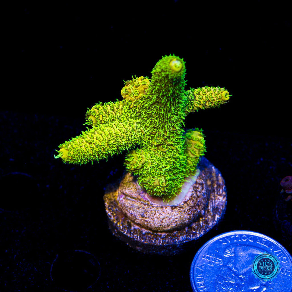 WWC Cactus Cooler Mille Acropora