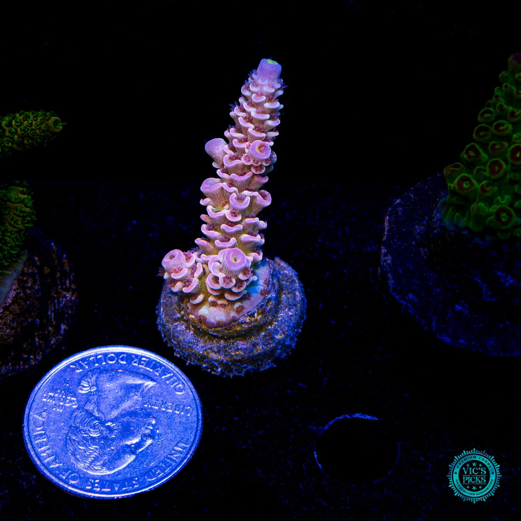 WWC Paradise Tenuis Acropora