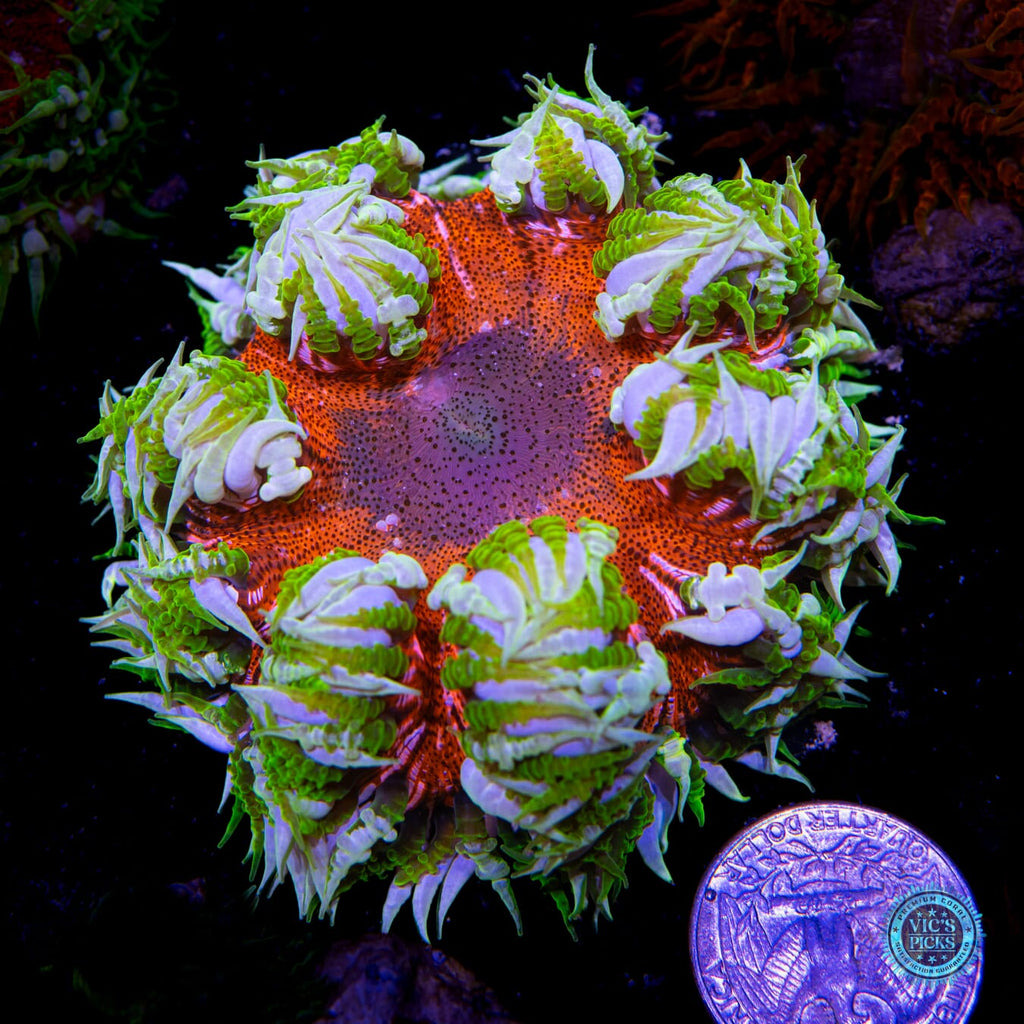 Super Duper Fantastic Flower Anemone