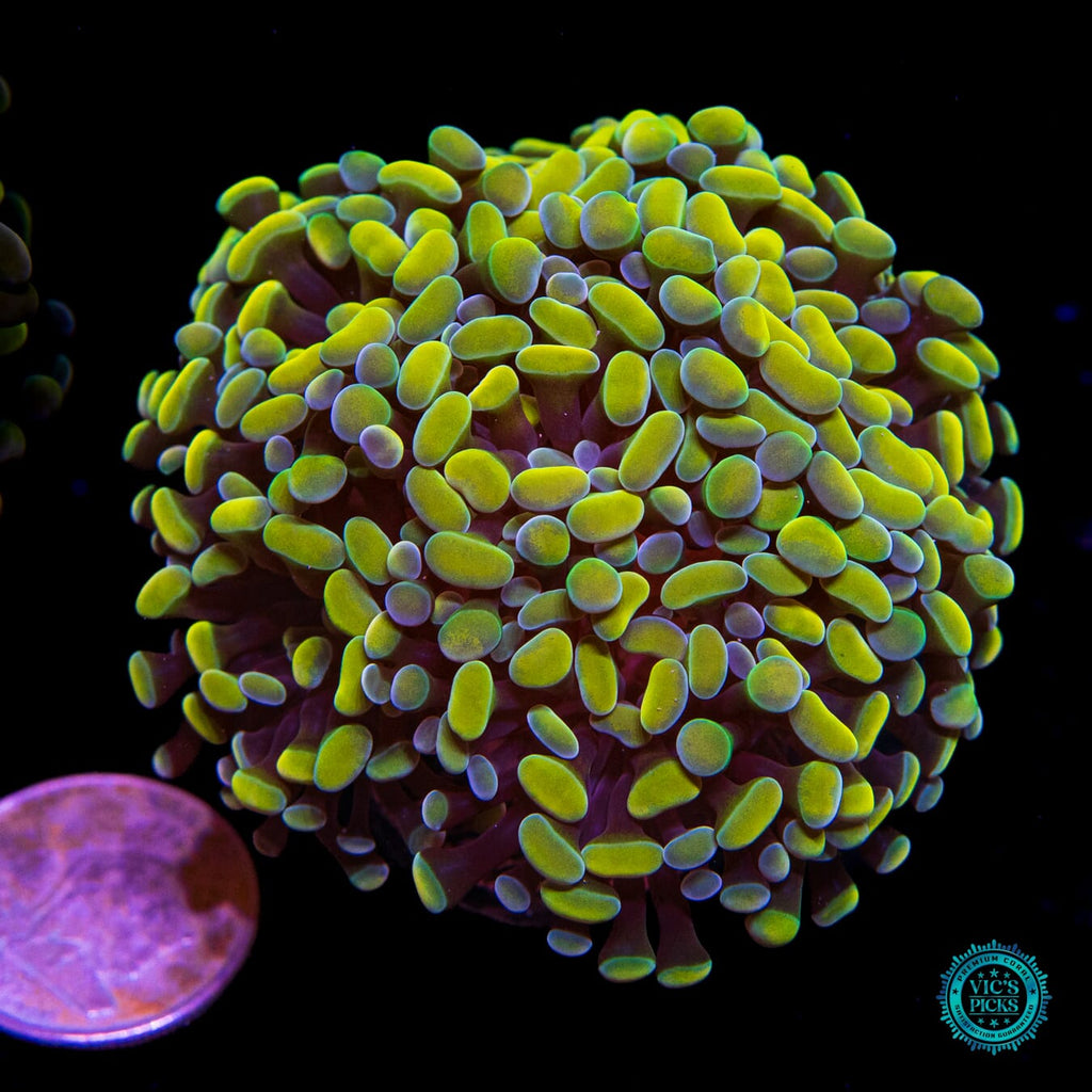 WWC Aquarama Branching Hammer