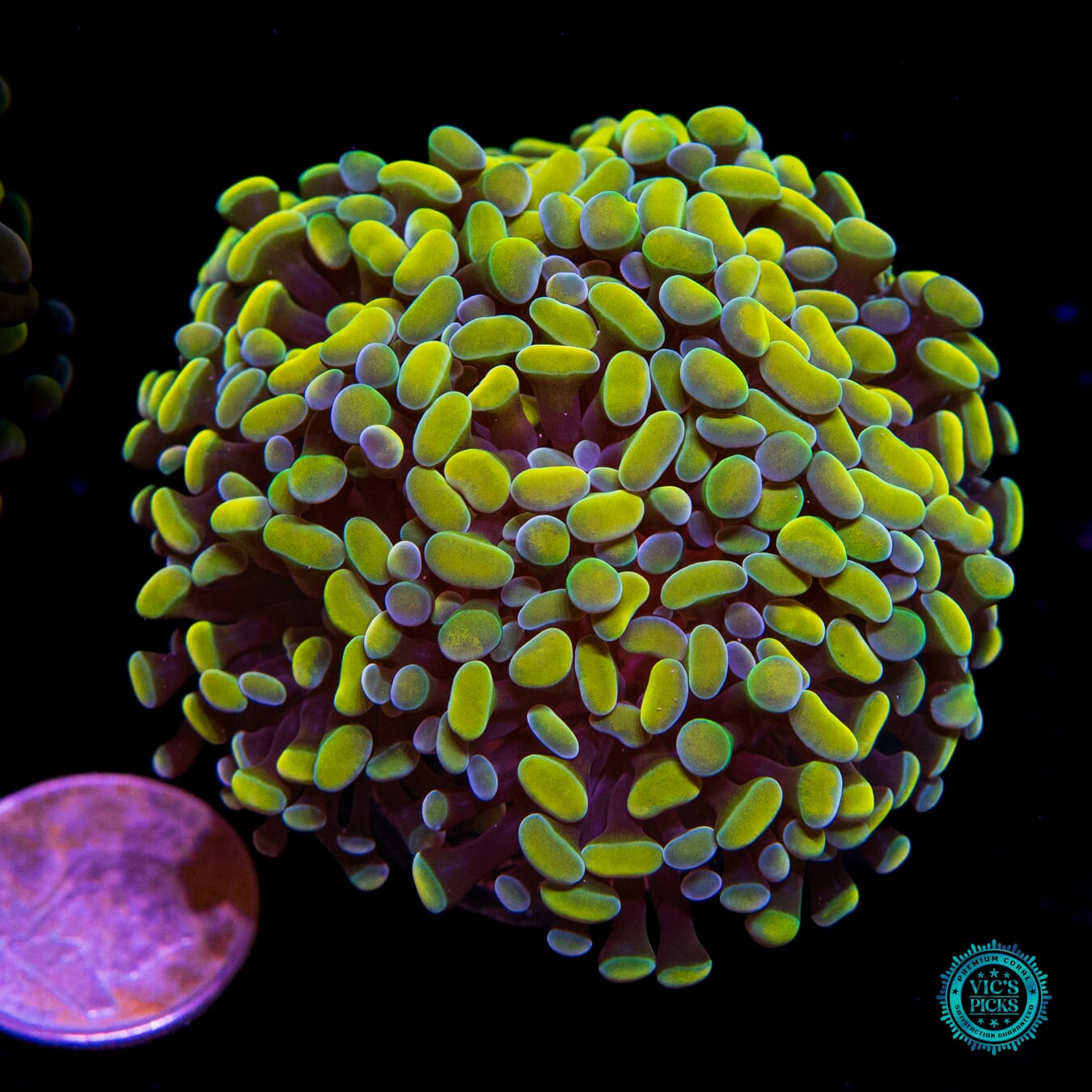 WWC Aquarama Branching Hammer