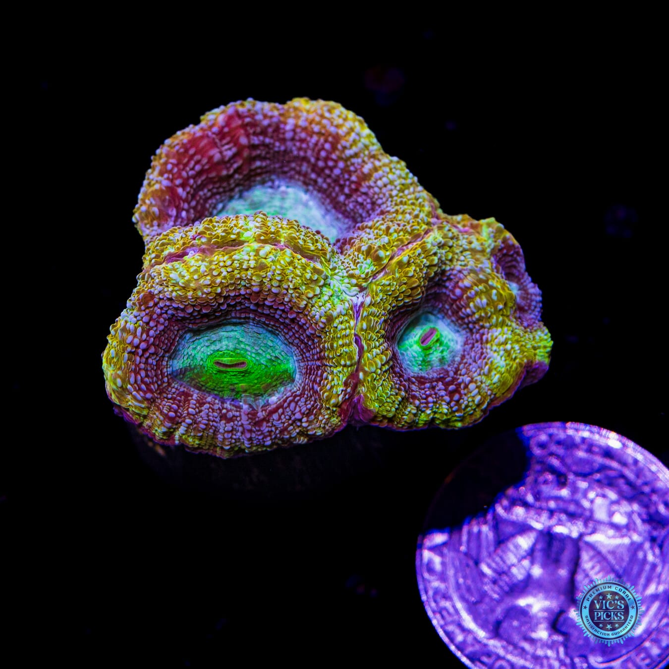 WWC Shaolin Soul Bowerbanki