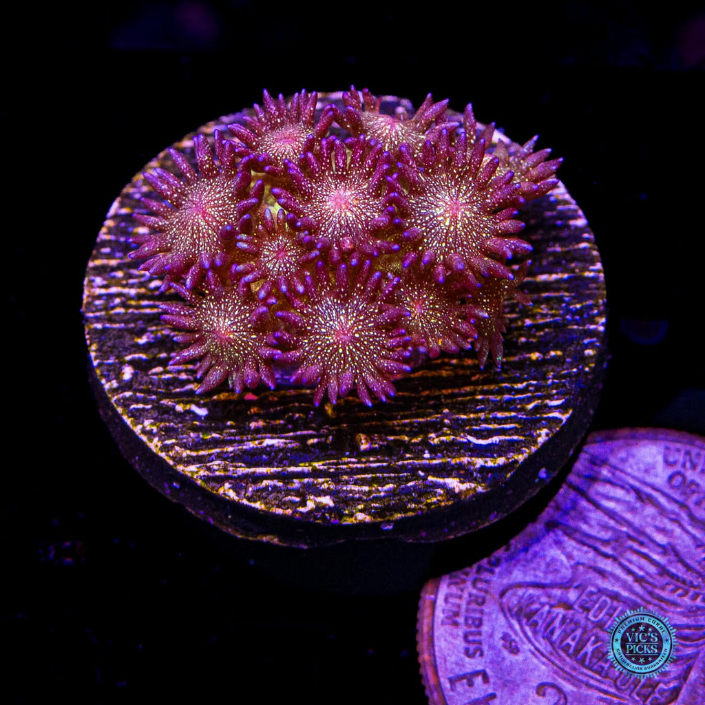 Super Nova Glitter Goniopora