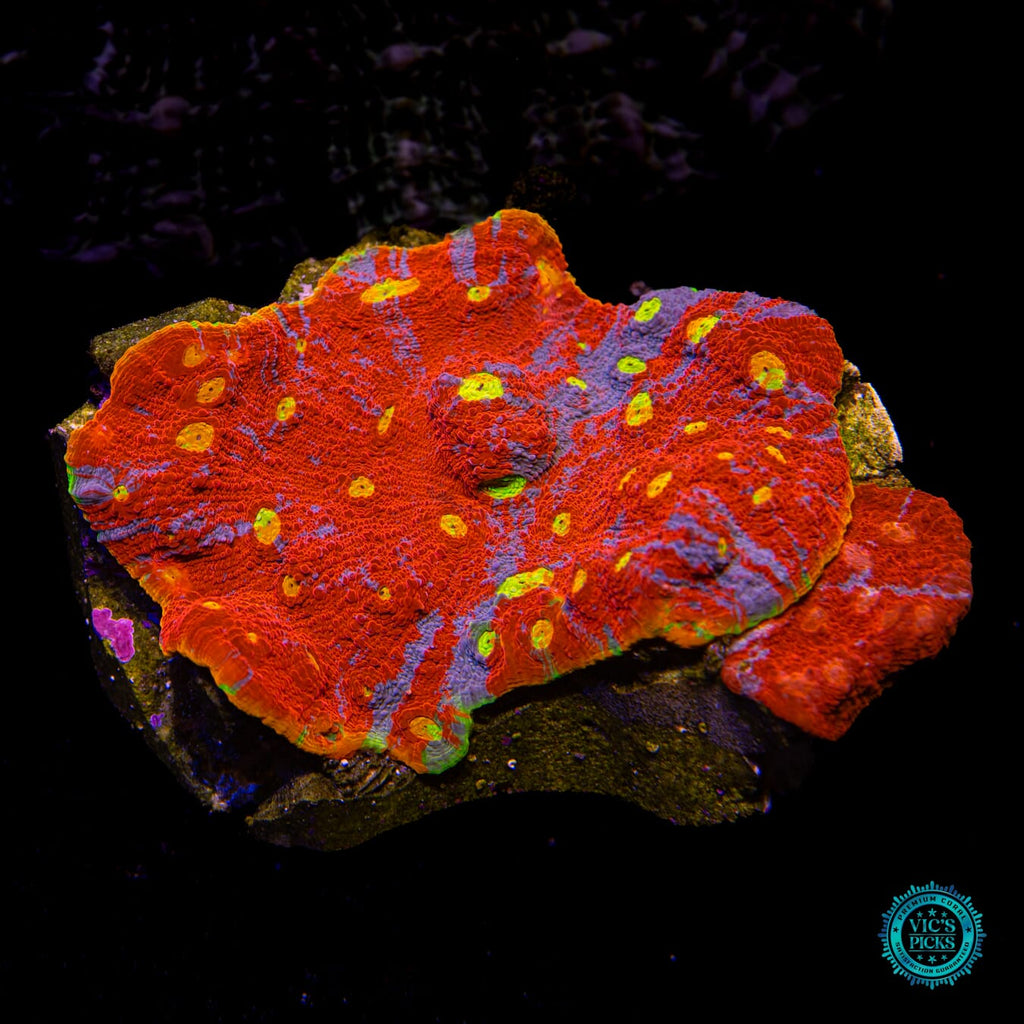 Taste the Rainbow Chalice