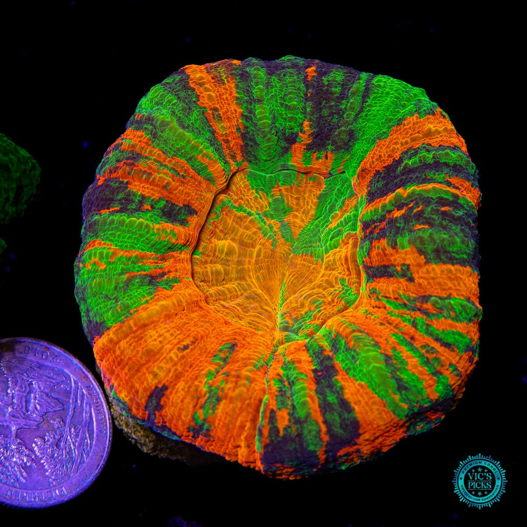 Shades of Chaos Master Scolymia