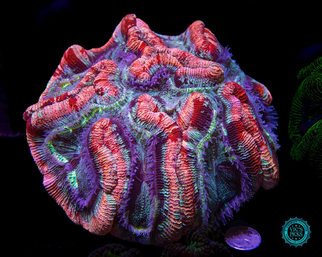 Gigantic Fruit Cake Trachyphyllia