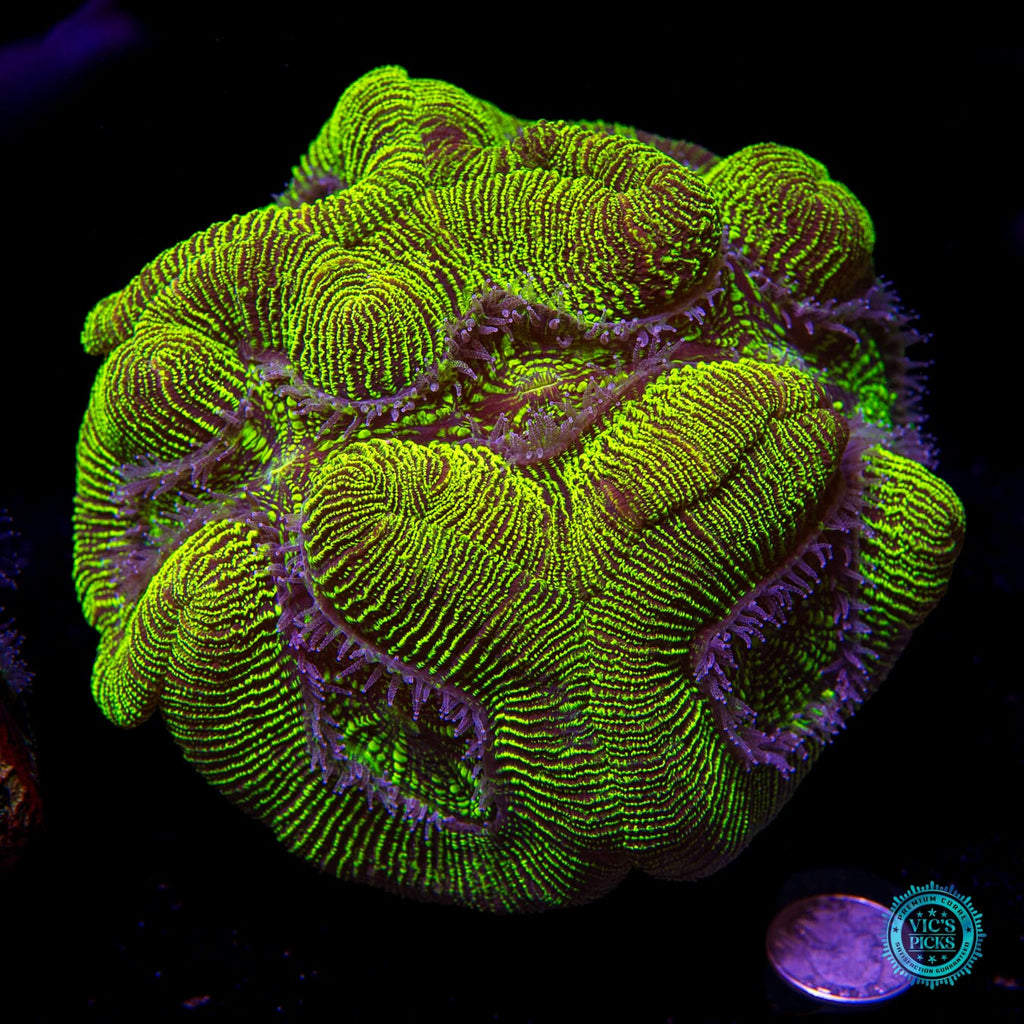 XXL Nuclear Meltdown Trachyphyllia