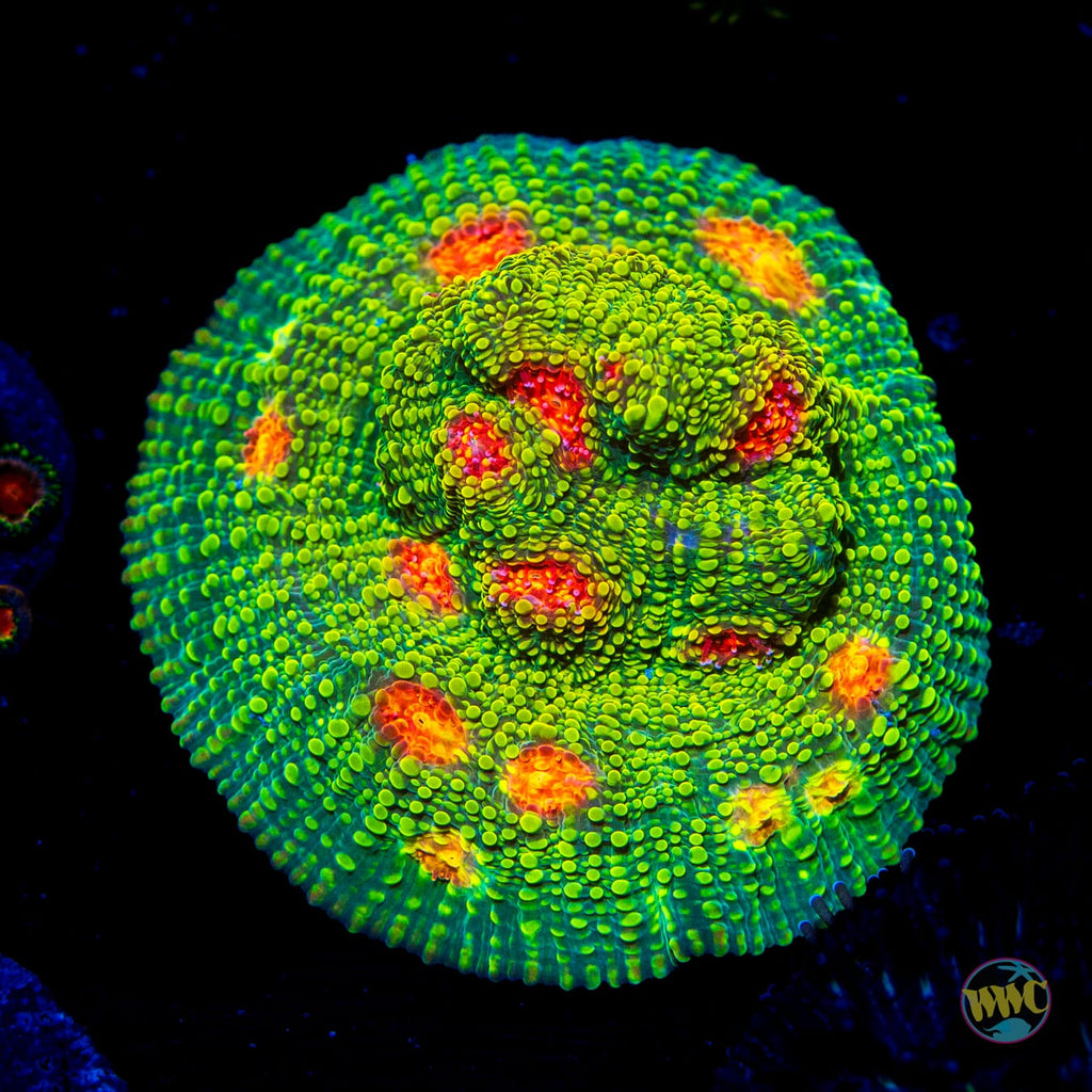 WWC Bubblegum Monster Chalice