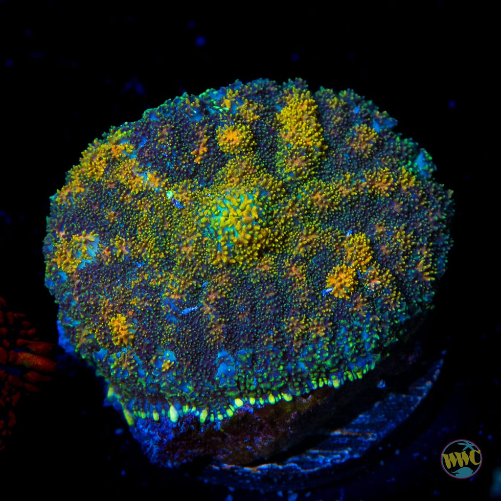 Sunburn Rhodactis Mushroom