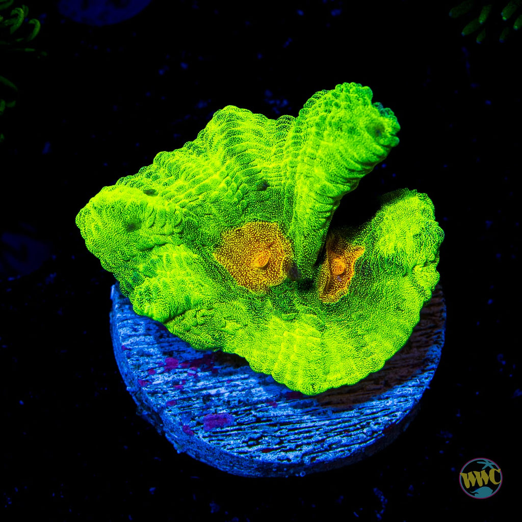 Space Invader Pectinia