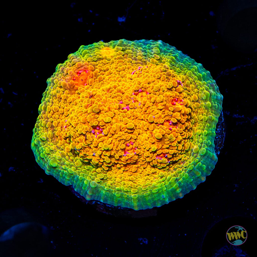 Tyree Mummy Eye Chalice