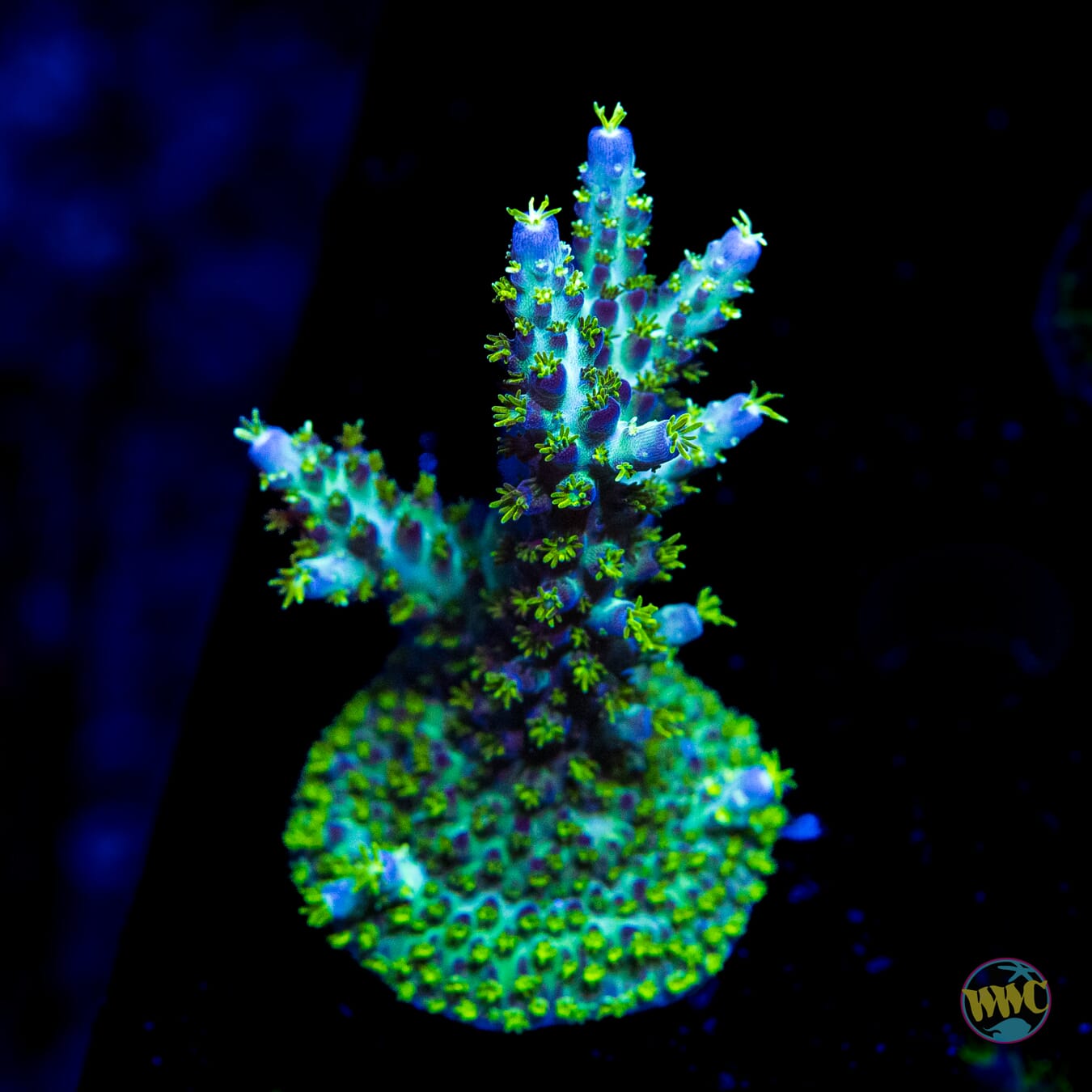 WWC Aussie Special Acropora