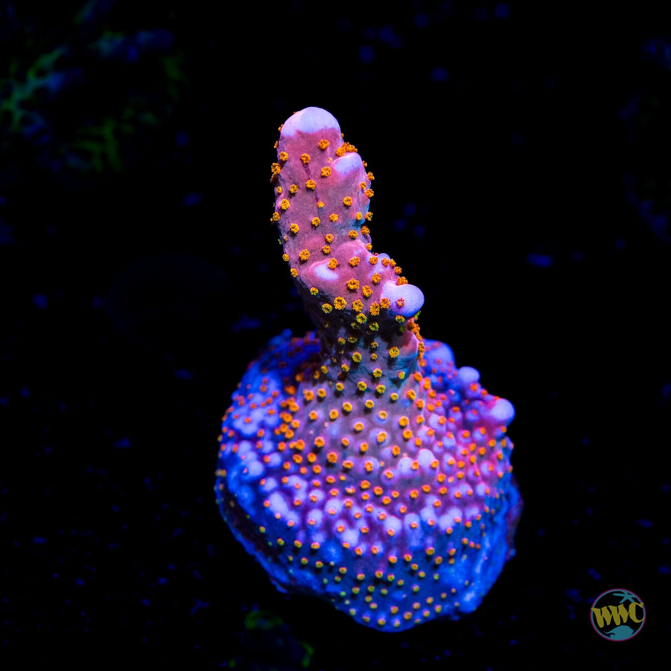 WWC Mojo Man Acropora