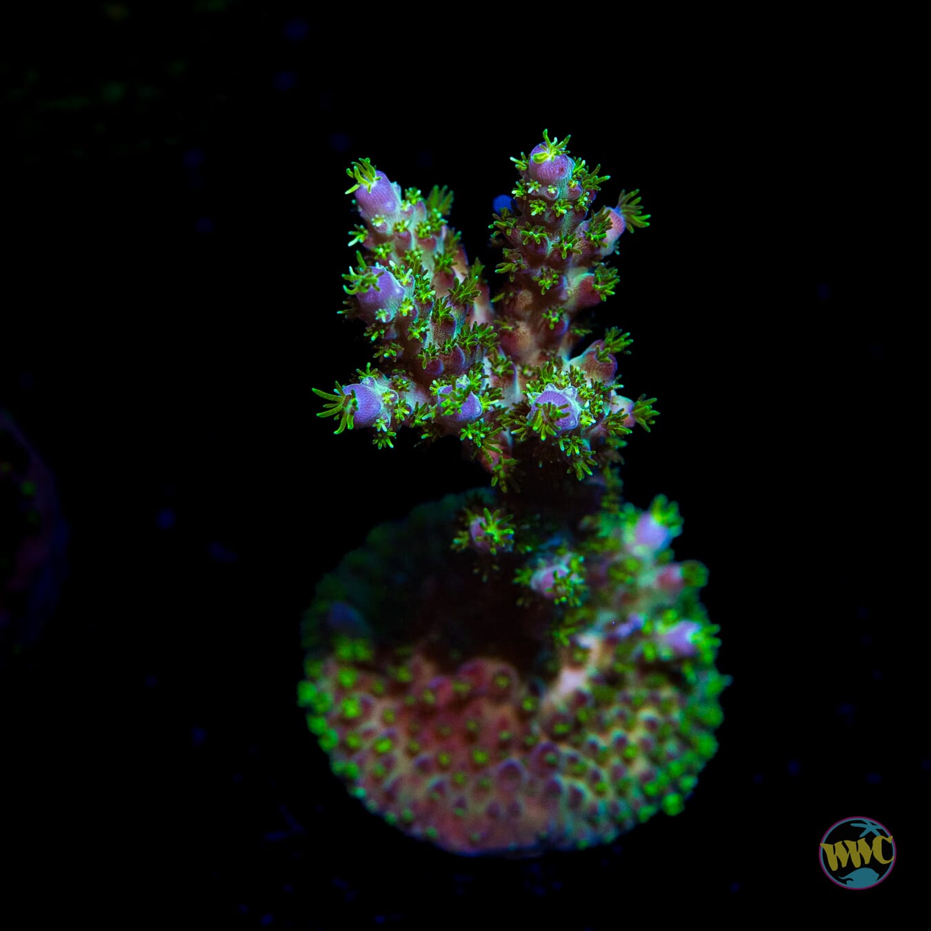 WWC Aussie Special Acropora