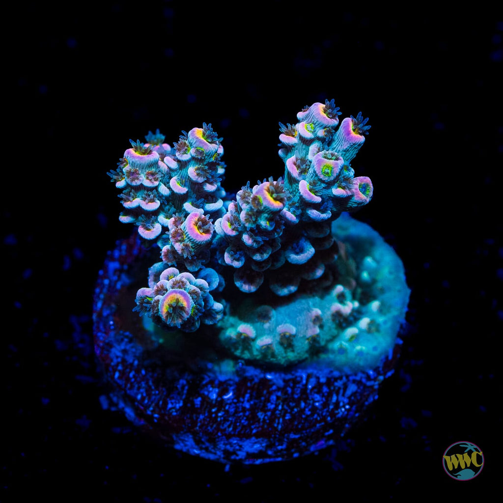 WWC Tiddly Winks Tenuis Acropora