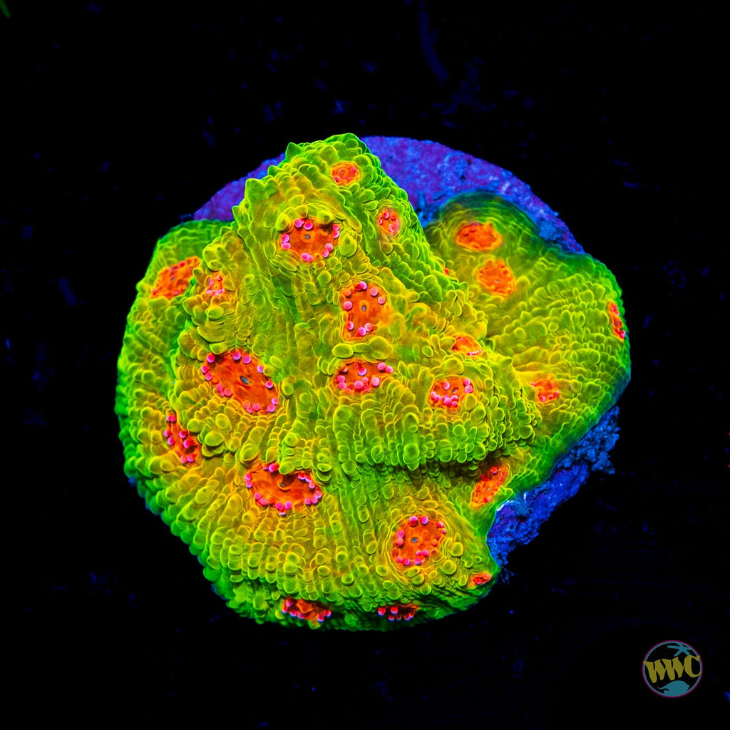 Tyree Mummy Eye Chalice