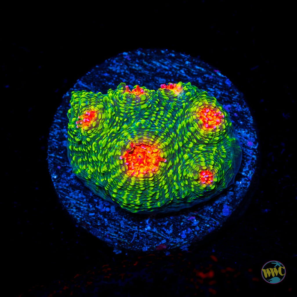 WWC Bubblegum Monster Chalice