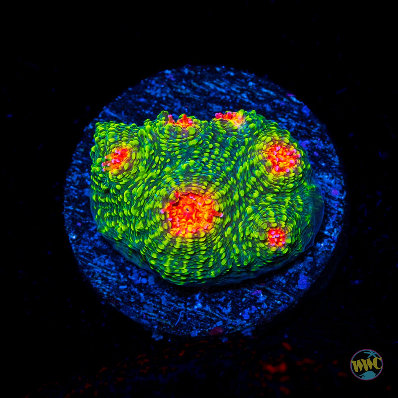 WWC Bubblegum Monster Chalice