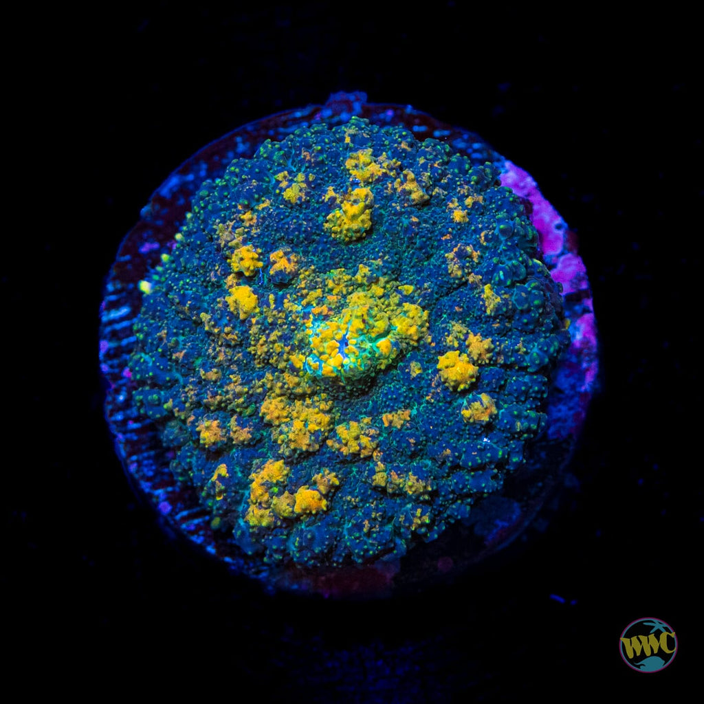 Sunburn Rhodactis Mushroom