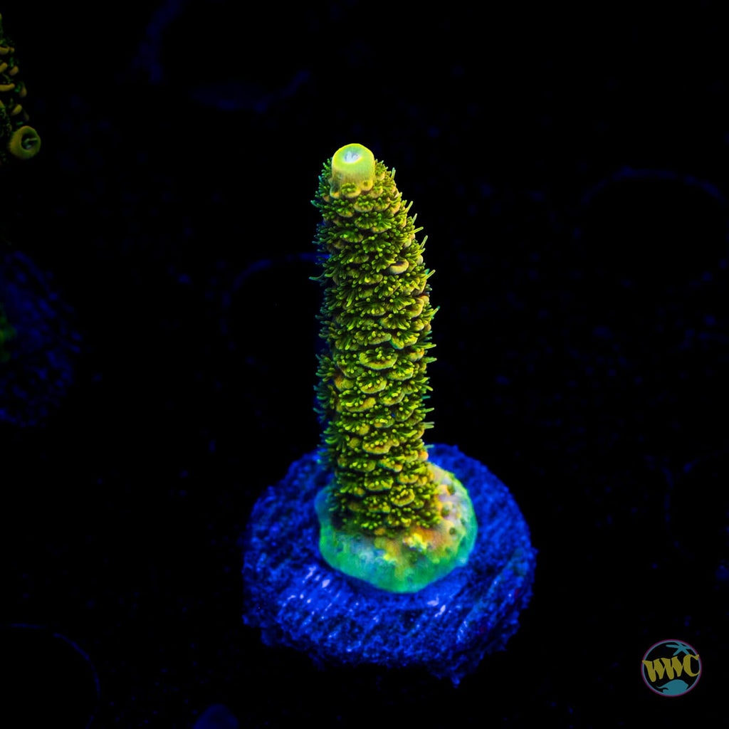 WWC Cactus Cooler Mille Acropora