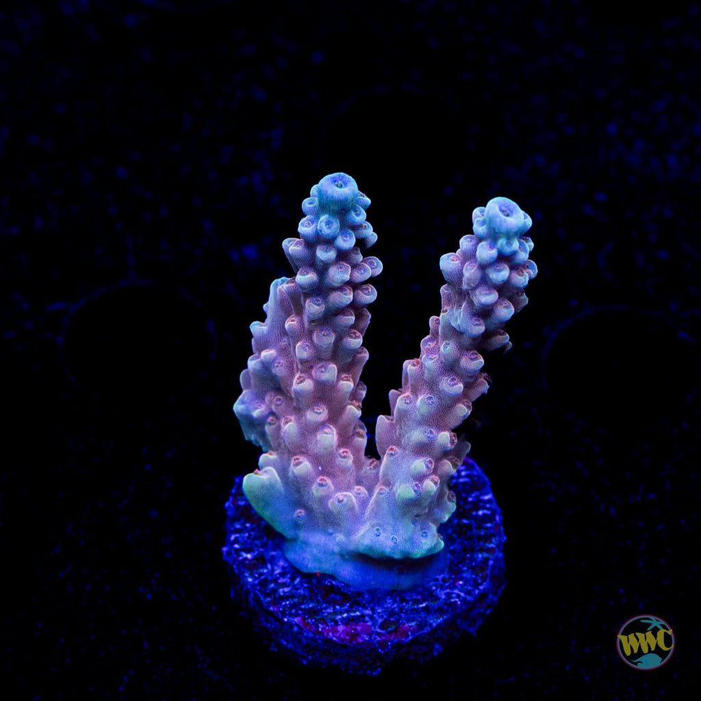 WWC Inner Planet Acropora