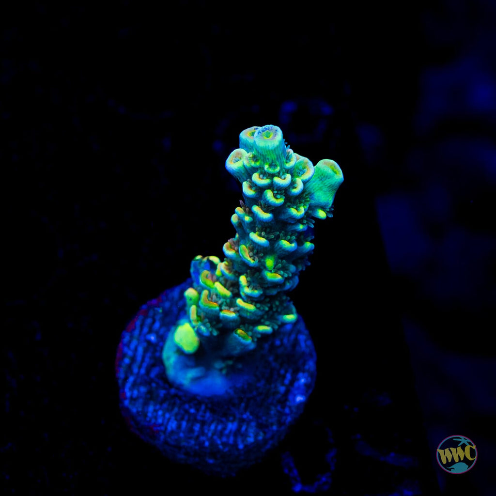 WWC Malibu Surfer Acropora