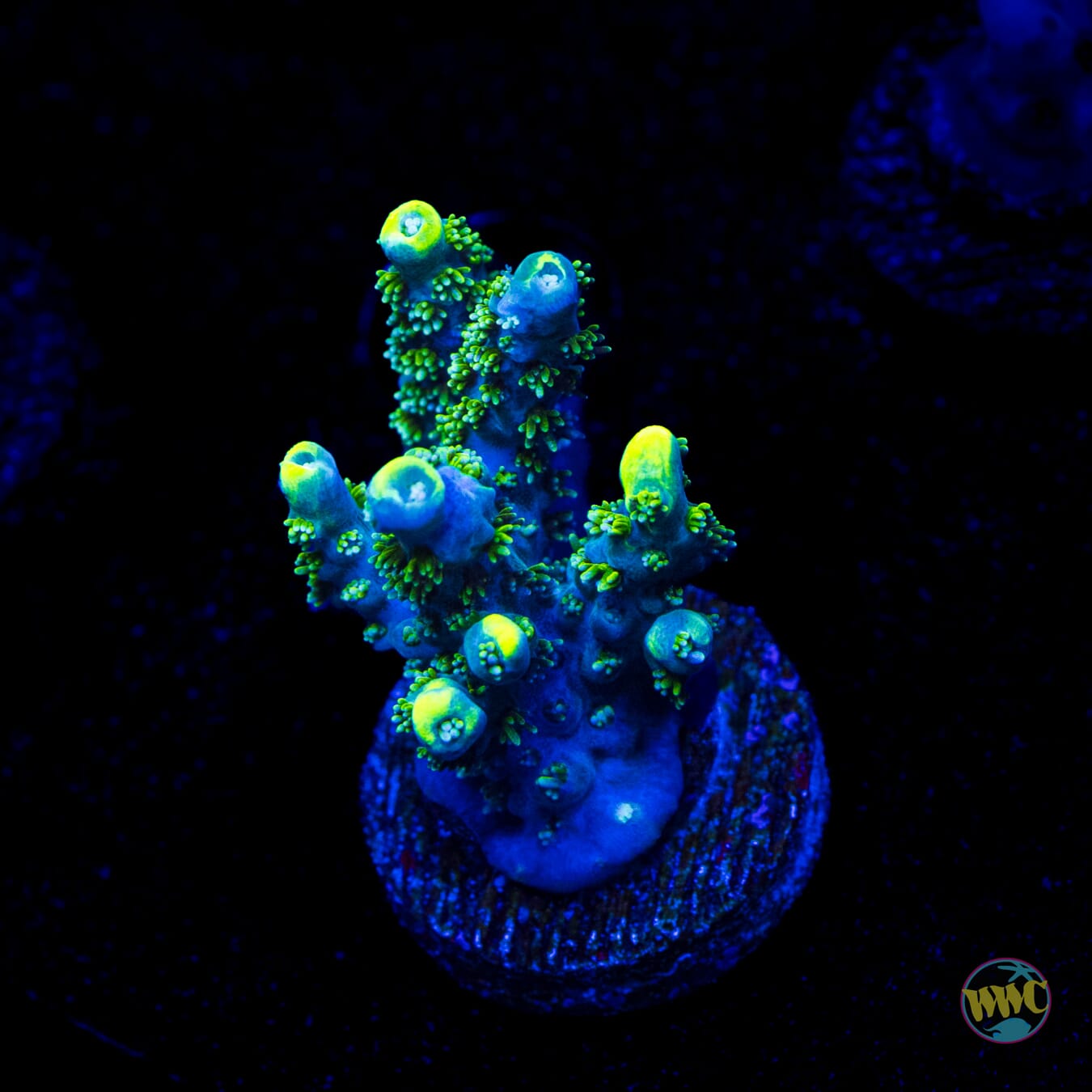 WWC Shark Bite Acropora