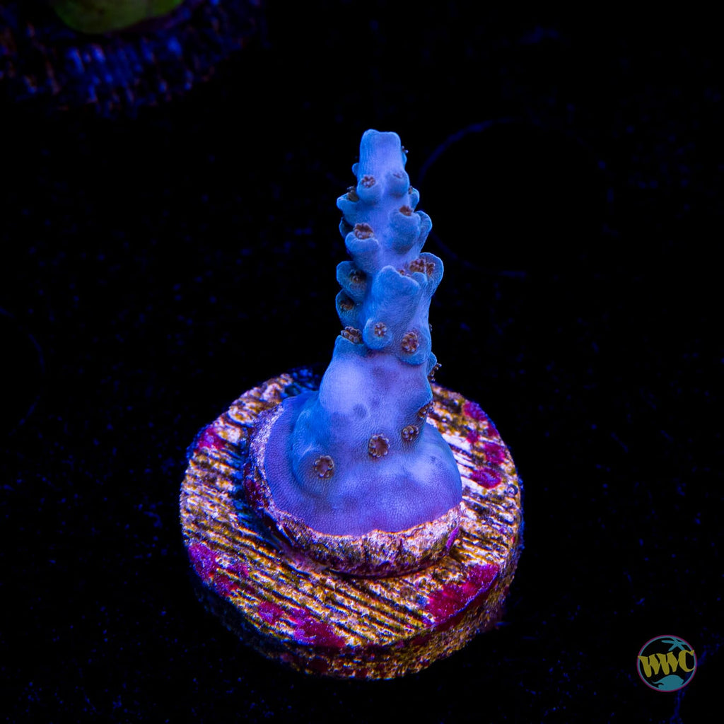 WWC Ice Dragon Acropora