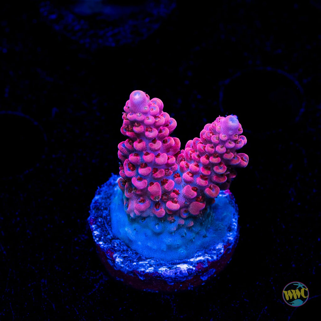 WWC Pantera Rosa Acropora