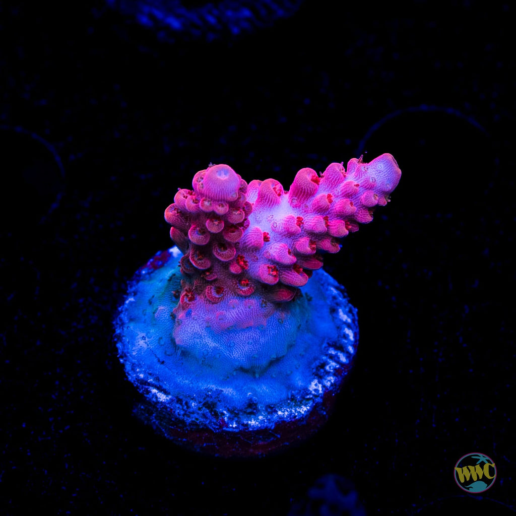 WWC Pantera Rosa Acropora