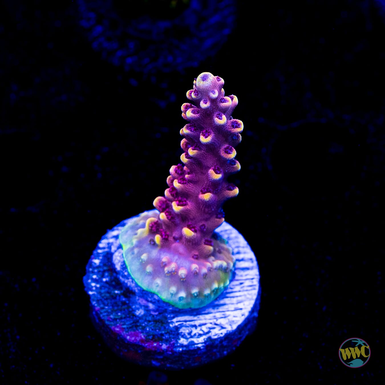 WWC Terra Red Acropora