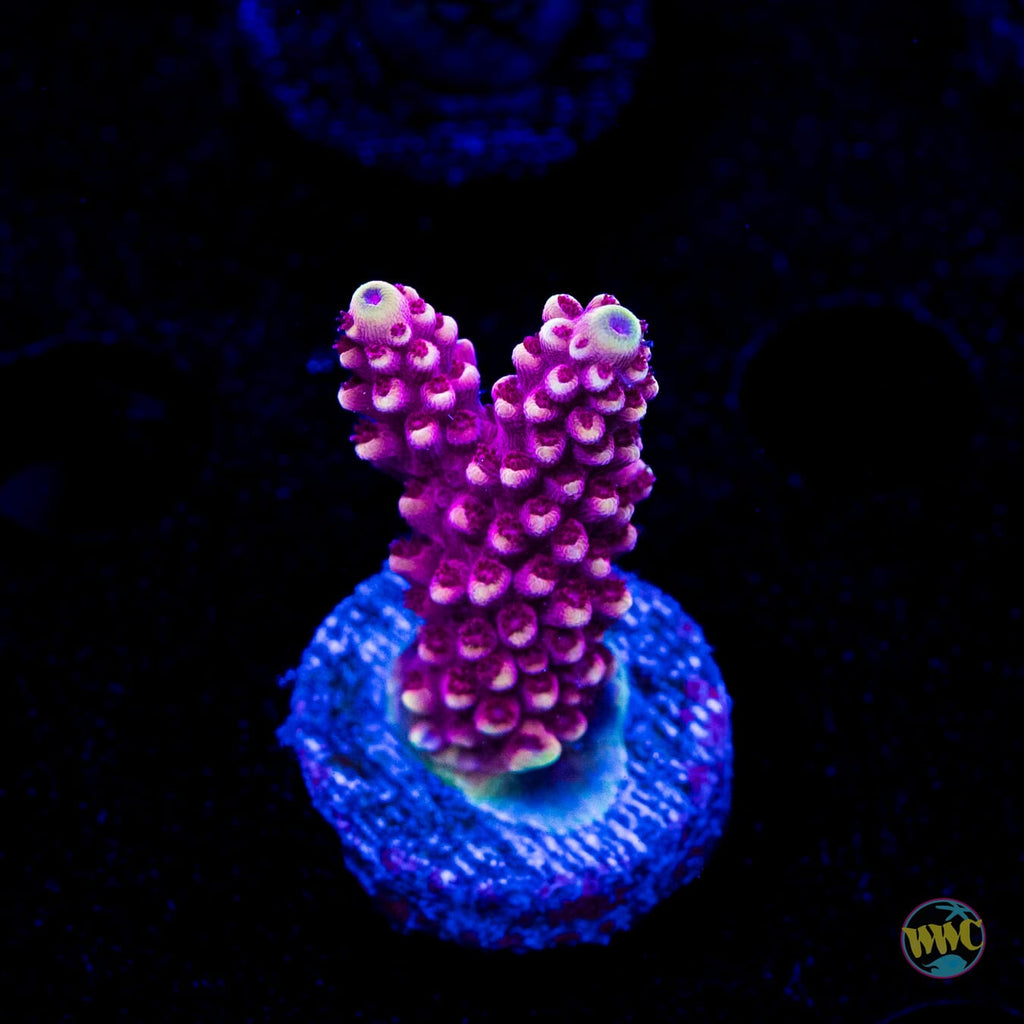 WWC Terra Red Acropora