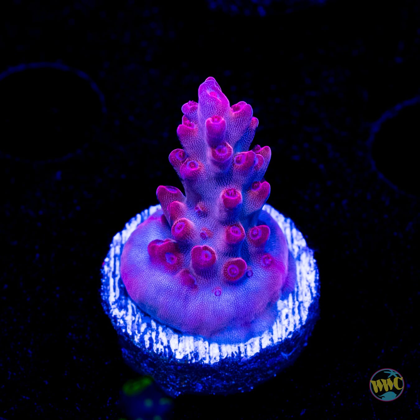 WWC Deep Purple Acropora