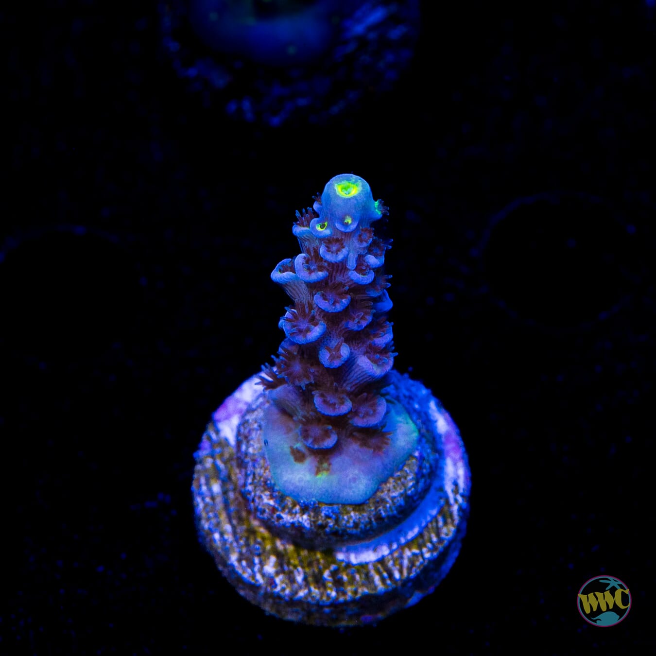 WWC Cobalt Tenuis Acropora
