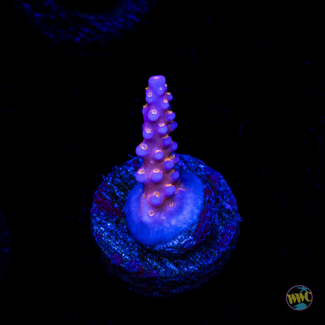 WWC All Star Acropora