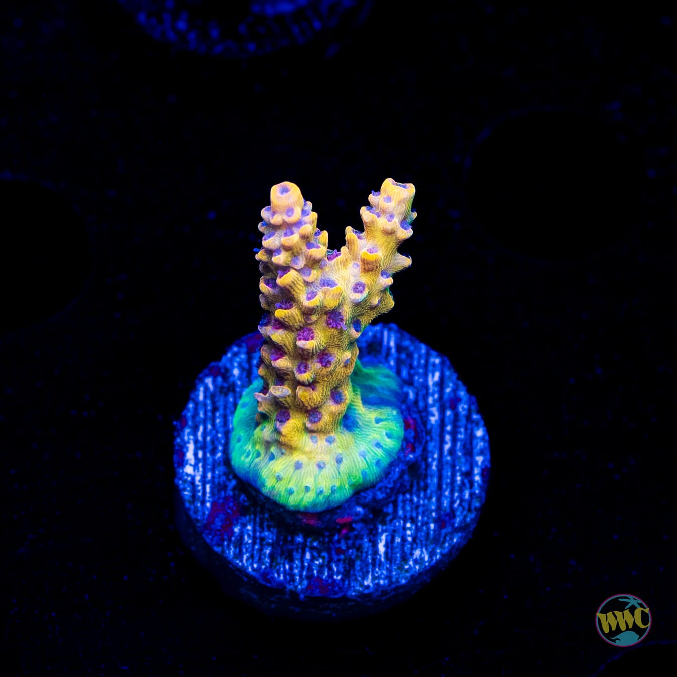 Tyree Pink Lemonade Acropora