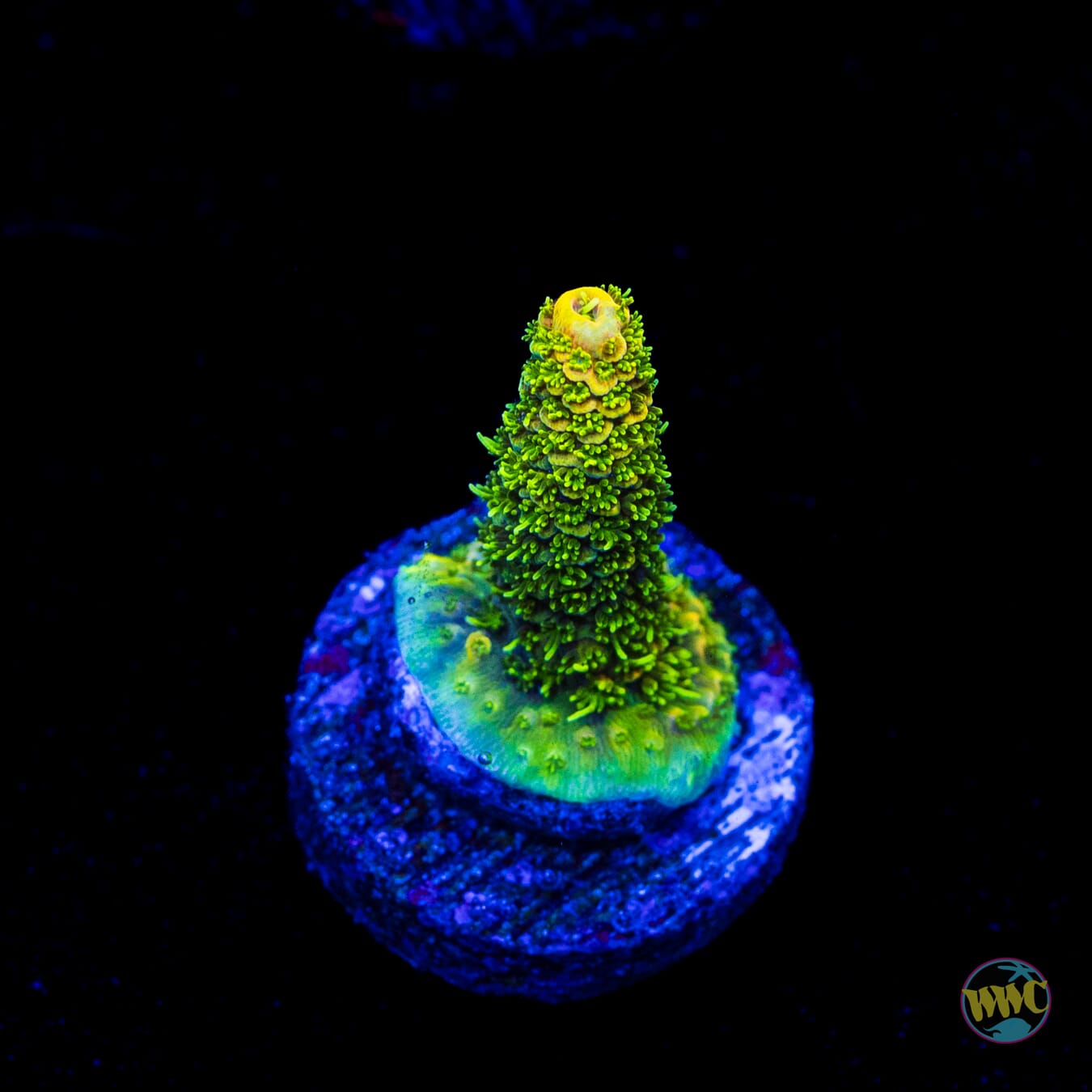 WWC Chromium Mille Acropora