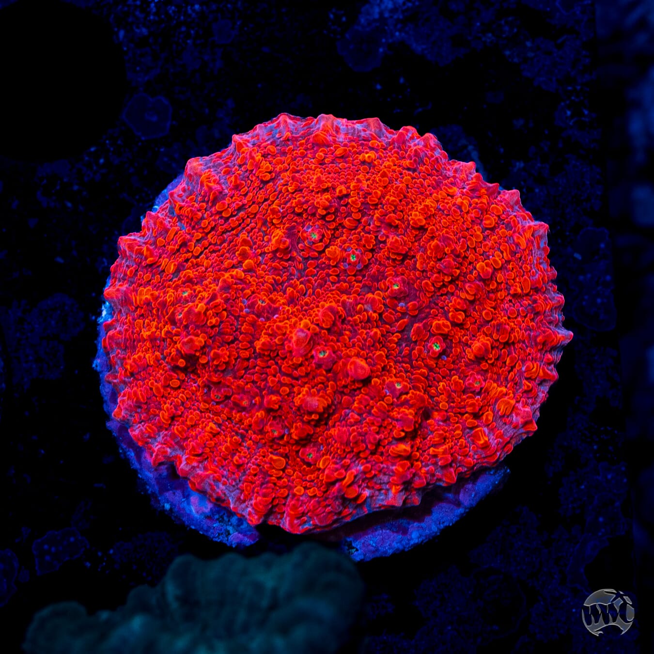 WWC Darth Maul Chalice