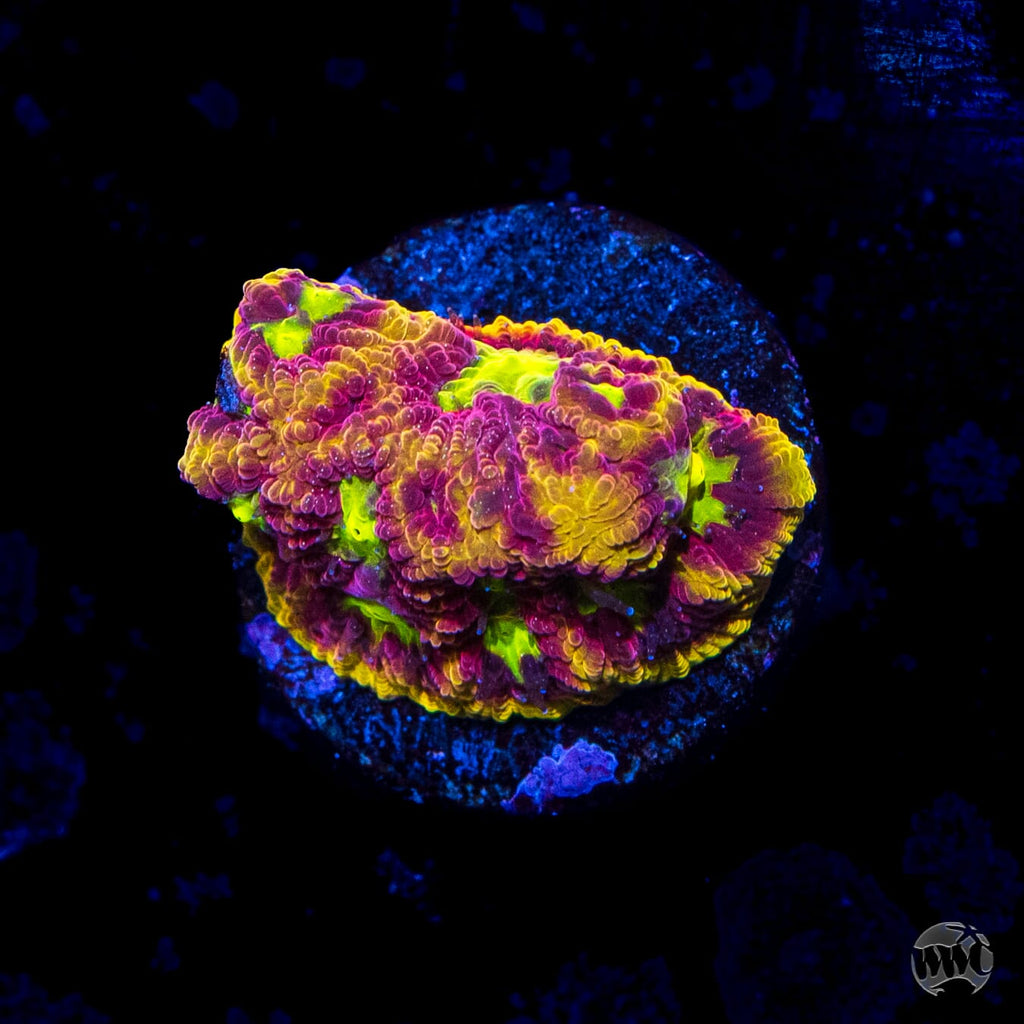 WWC Blood Diamond Favites