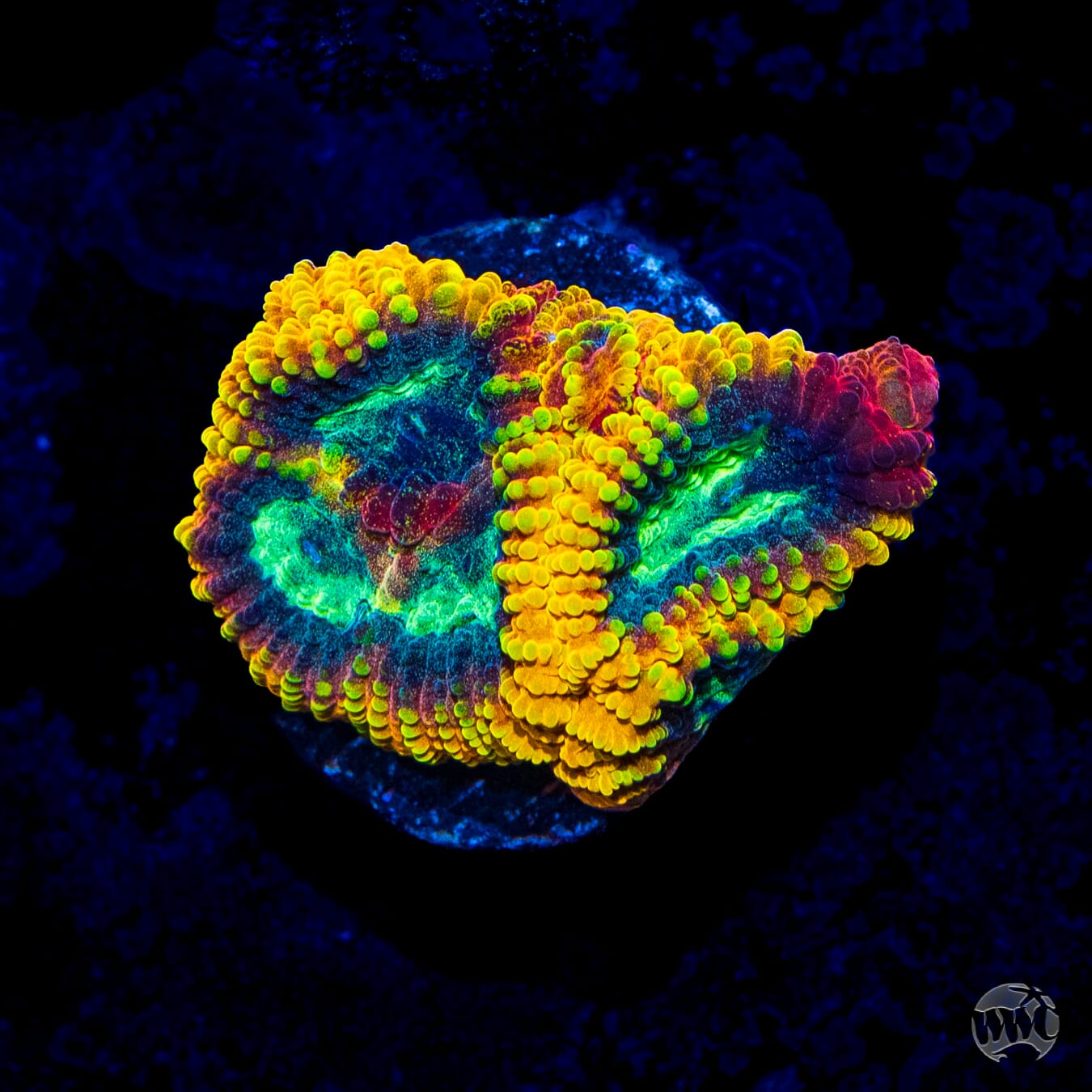 Yellow Submarine Favia