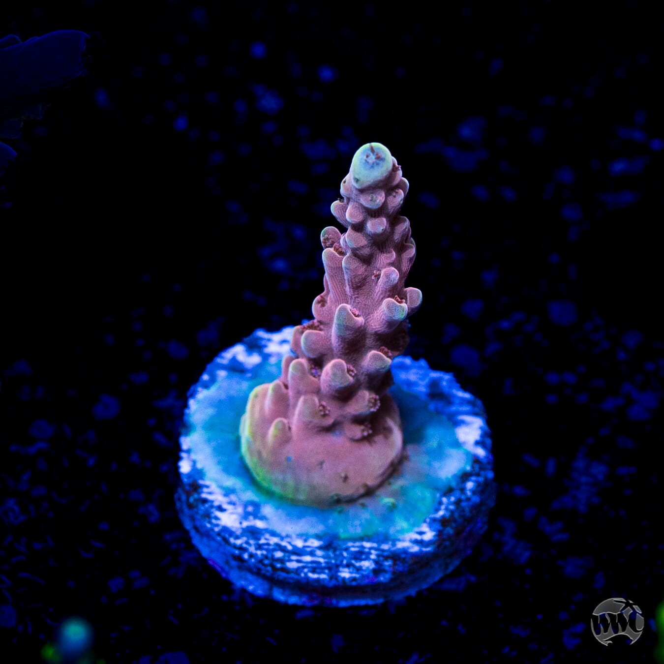 WWC Inner Planet Acropora